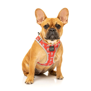 ¡OFERTA FuzzYard! Correa y arnés step in para perros modelo Fresh Kicks