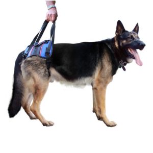 Walkin' Lift - Combo Arnés de Soporte Trasero para Perros